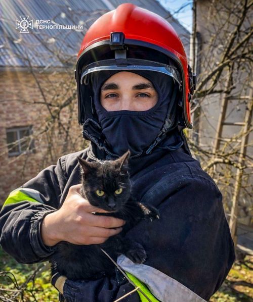 Дві доби без їжі та води: у Копичинцях рятувальники зняли з даху кота (фото)