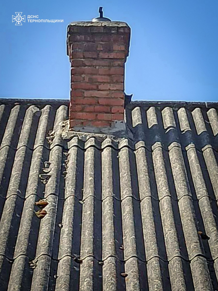 Дві доби без їжі та води: у Копичинцях рятувальники зняли з даху кота (фото)