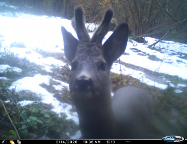 Дикий фотопарад: тварини нацпарку «Бойківщина» потрапили в об’єктив фотопасток (фото)