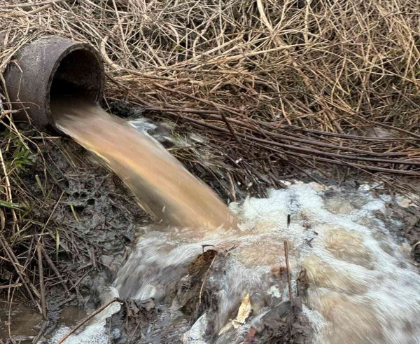 Мовчить влада та екологи: на Зборівщині у місцеву річку зливають відходи з птахоферми (фото)