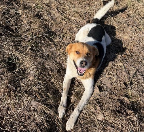 Собака залишається один в полі, без жодного укриття: на Тернопільщині просять прилаштувати тварину (фото)