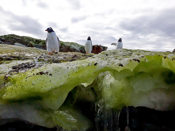 До Всесвітнього дня води опублікували фото, яким різним її колір може бути в Антарктиці