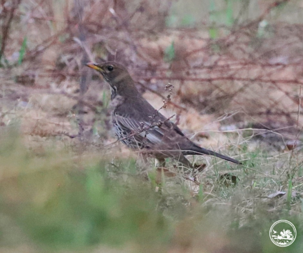 Зник на пів століття: у Чорнобильському заповіднику знову з’явився рідкісний птах (фото)