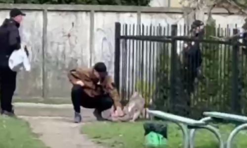 Дикий олень застряг у металевому паркані на Київській у Тернополі (відео)