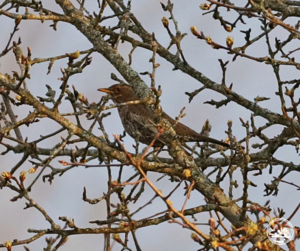 Зник на пів століття: у Чорнобильському заповіднику знову з’явився рідкісний птах (фото)