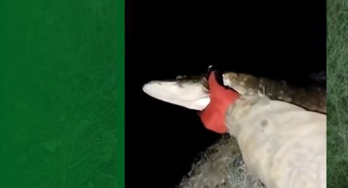 Браконьєри під час нересту: на Тернопільщині в заказнику знайшли 50-метрову сітку (відео)