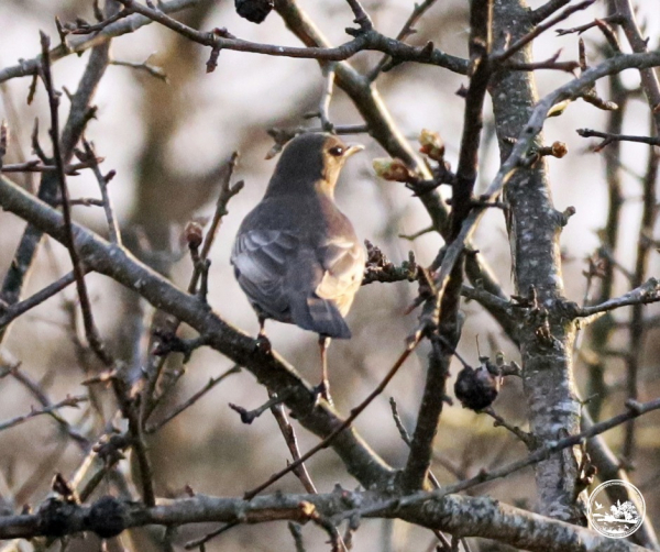 Зник на пів століття: у Чорнобильському заповіднику знову з’явився рідкісний птах (фото)
