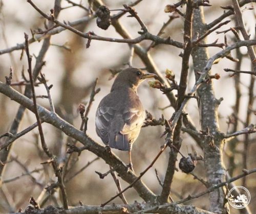 Зник на пів століття: у Чорнобильському заповіднику знову з’явився рідкісний птах (фото)