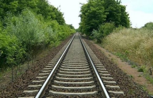У Кременеччині фіксують випадки незаконної вирубки дерев у лісосмугах біля залізниці