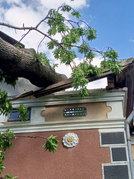 У селі Олесине на Тернопільщині дерево впало на житловий будинок (фото)