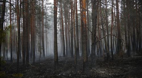 На Тернопільщині зберігається надзвичайний рівень пожежної небезпеки (фото)