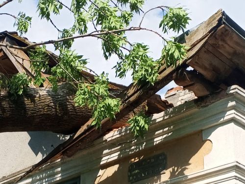 У селі Олесине на Тернопільщині дерево впало на житловий будинок (фото)
