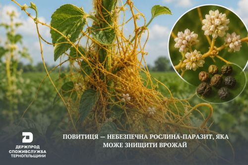 Жителів Тернопільщини попереджають про небезпечну рослину, яка може знищити врожай