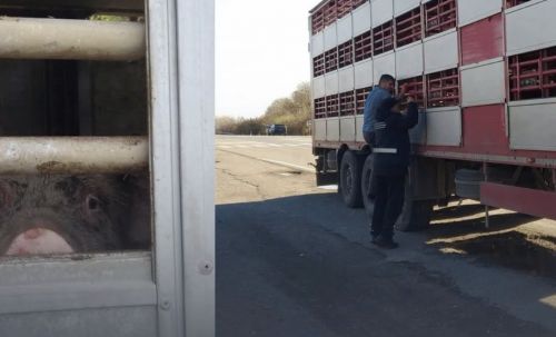 Перевезення тварин на автошляхах перевіряють на Тернопільщині