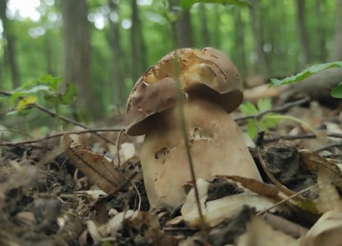 Грибники Тернопільщини показали перші білі гриби сезону (фото, відео)