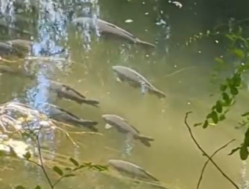 «Більше 40 років подібного скупчення риби не бачив»: на Стрипі в Бучачі великі коропи зібралися біля поверхні води (відео)