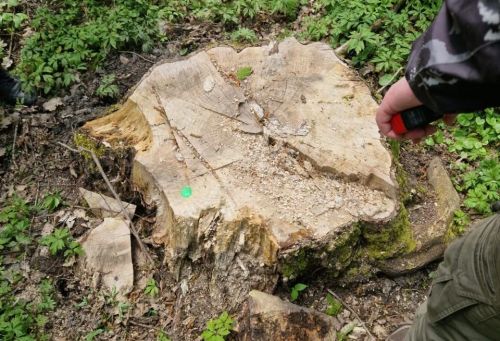 Незаконно вирубали дерев на 3 млн грн у лісі на Тернопільщині (фото)