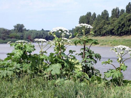 Небезпечна рослина на узбіччях: на Тернопільщині триває боротьба з борщівником (відео)