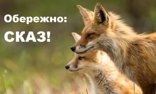 Агресивна лисиця покусала чоловіка: у селі на Тернопільщині підтвердили сказ