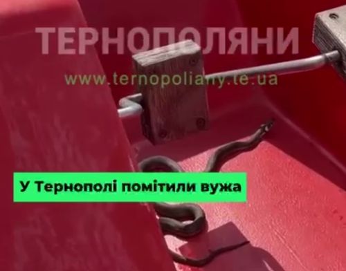 У Тернопільському ставі помітили вужа (відео)
