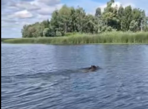 У Чорнобильському заповіднику показали, як дикий кабан перепливає водойму (відео)