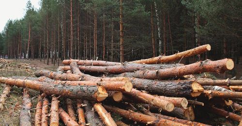 Понад 15 мільйонів гривень збитків довкіллю виявили на Тернопільщині