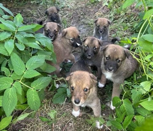 Поблизу Тернополя шукають домівку для місячних цуценят (фото)