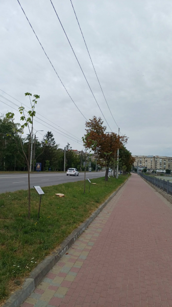 На дамбі у Тернополі вирізали багаторічні дерева (фото, відео)