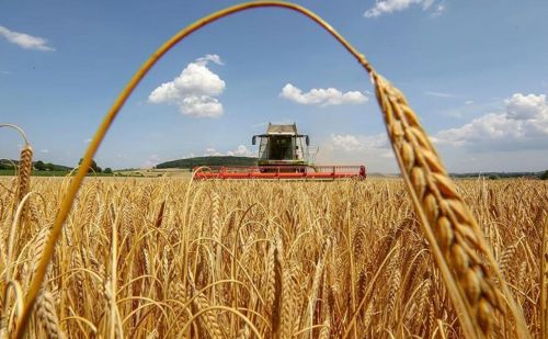На Тернопільщині стартували жнива: врожайність ячменю вже перевищила торішню