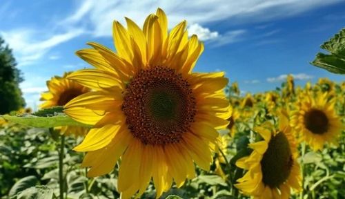 До +29° без істотних опадів: якою буде погода на Тернопільщині 26 липня