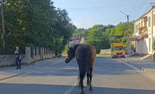 Незвичний «пішохід»: у Кременці дорогою гуляв кінь (відео)
