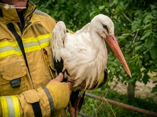 У Шумську рятувальники повернули до гнізда двох лелеченят (фото)