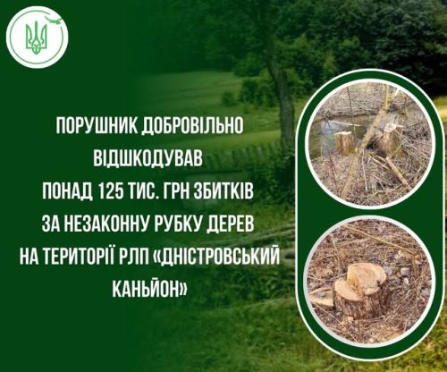 Незаконно зрубав верби у «Дністровському каньйоні»: порушник добровільно сплатив понад 125 тисяч гривень