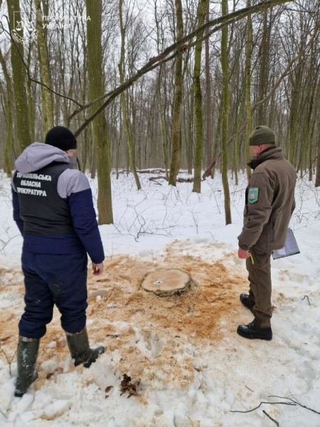 На Тернопільщині припинено діяльність організованої групи з незаконної порубки дерев у заповіднику «Медобори» (фото)