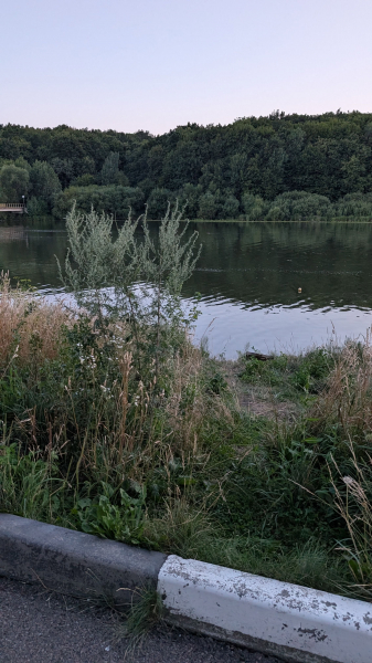 Метрові бур'яни ростуть поміж бруківку: містяни показали, як зараз виглядає "Водна арена Тернопіль" (фото)