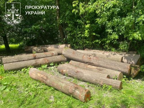Майже сім сотень дерев незаконно зрубали у Вишнівецькому лісництві: збитки перевищили 4,7 млн гривень(фото)