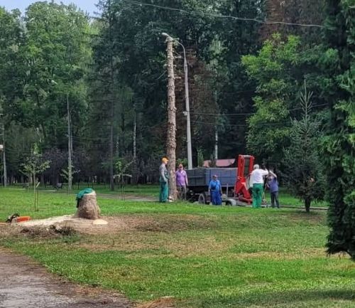 У Чорткові в парку зникли ще дві ялинки: містяни обговорюють причини (фото)