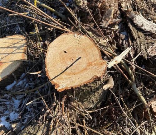 На Бучаччині в насадженнях «Укрзалізниці» незаконно вирубали дерева: збитки оцінили у понад 80 тисяч гривень (фото)