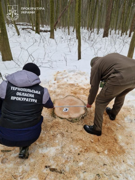 На Тернопільщині припинено діяльність організованої групи з незаконної порубки дерев у заповіднику «Медобори» (фото)