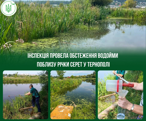 У водоймі загинула риба: можливе забруднення води в Тернополі