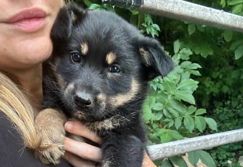 Живе у ямі: на Тернопільщині просять забрати з вулиці маленьке цуценя (фото)