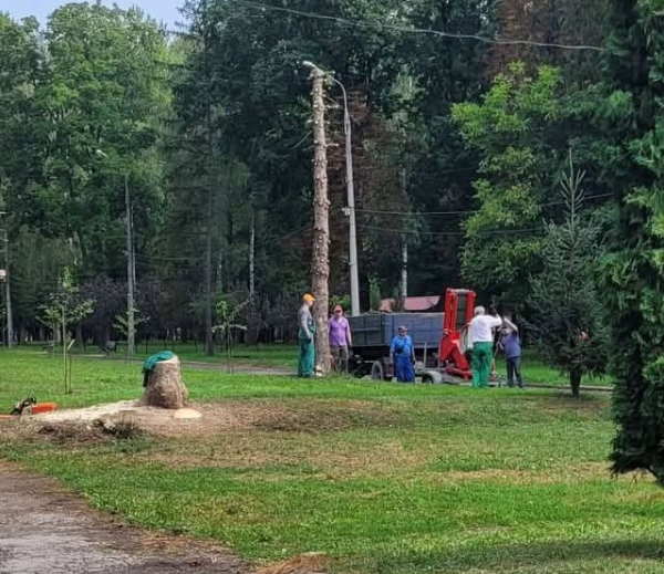 У Чорткові в парку зникли ще дві ялинки: містяни обговорюють причини (фото)