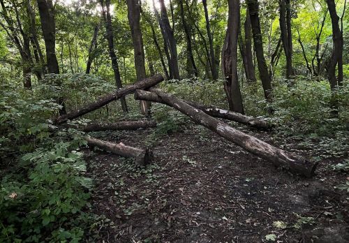 Парк біля Збруча у Підволочиську заріс, а облаштовані місця відпочинку руйнуються: місцевий житель показав стан локації (фото)
