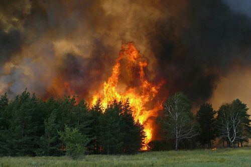28 серпня на Тернопільщині підвищена пожежна небезпека у лісах