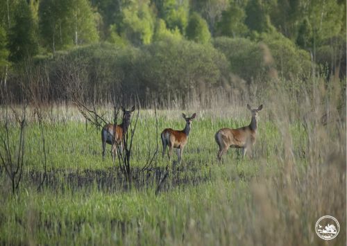 У Чорнобильському заповіднику олені готуються до осіннього гону (фото)