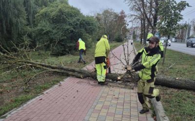 На дамбі ставу у Тернополі зріжуть дерева (фото)
