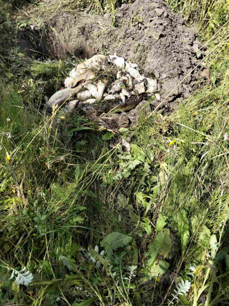 Отруїли воду у річці Збруч: загинула риба (фото)