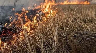 Штрафи до 21 420 гривень: на Тернопільщині посилили рейди проти паліїв
