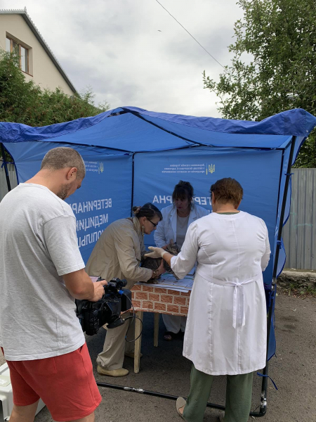 Після появи лисиці в Тернополі від сказу вакцинували 55 котів і собак (фото)