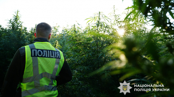 Тонна канабісу та майже 57 тисяч кущів конопель: операція «Джентльмени» охопила й Тернопільщину (фото, відео)